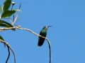 Un trÃ¨s joli petit colibri