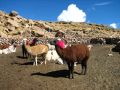 Lamas et apagas péruviens tout en beauté !