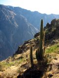 Cactus au canyon de Colca