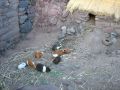 Au Pérou, les cochons d'Inde se retrouvent... dans l'assiette !