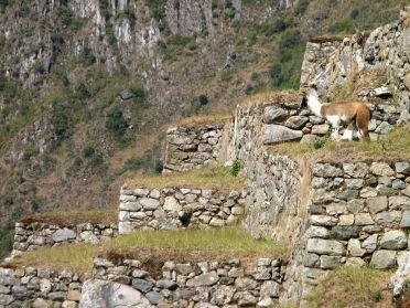 Seuls quelques lamas vivent aujourd'hui sur le site