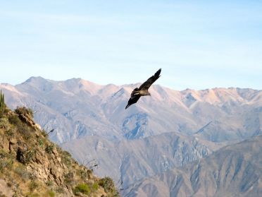 Condor au canyon de Colca