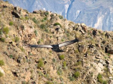 Condor des Andes au Pérou