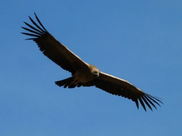 Jeune condor des Andes au canyon de Colca