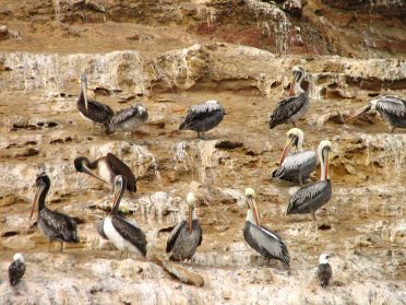 Les p&eacute;licans vivent ici en toute qui&eacute;tude