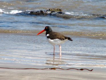 Un joli brujillo, oiseau mangeur d'huîtres