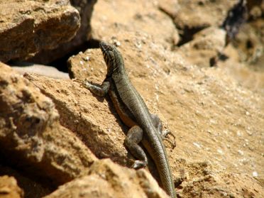 Et un dernier gros l&eacute;zard