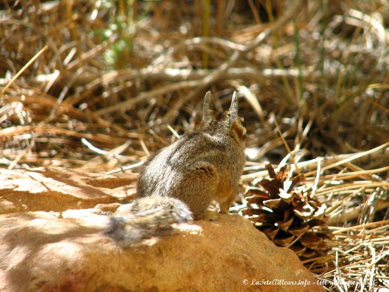 Les petits ecureuils rayes ont aussi de grandes oreilles dans ce desert