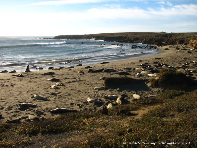 Les plages californiennes abritent de nombreuses colonies d'elephants de mer, d'otaries et de phoques