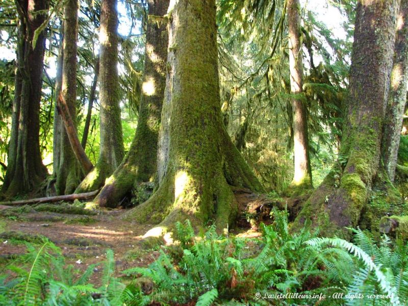 Les troncs tombes a terre servent de pepinieres naturelles