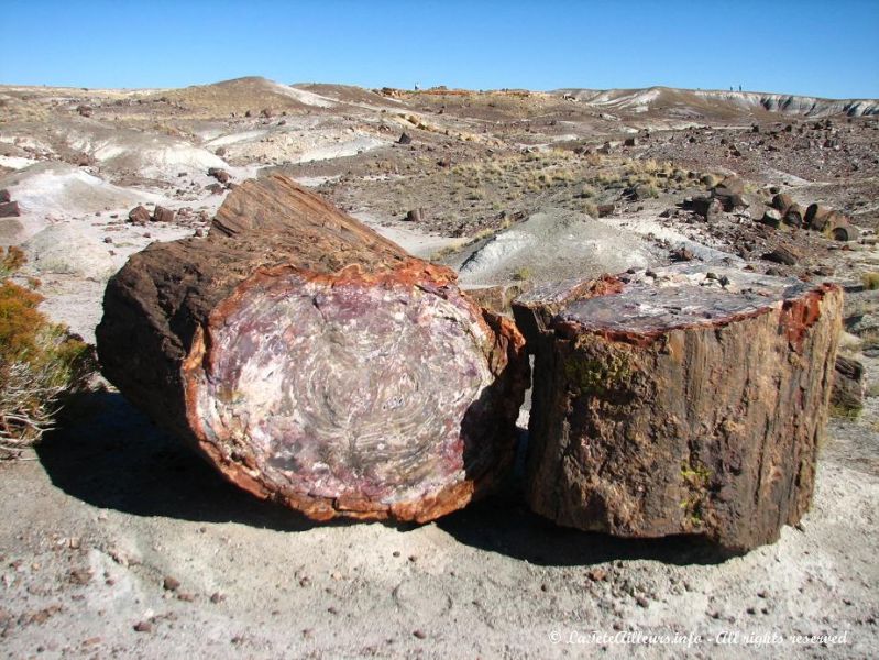 Des centaines d'arbres ont ete fossilises pour l'eternite