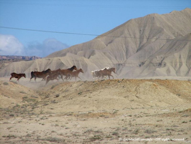 Des chevaux gallopant dans le desert en toute liberte