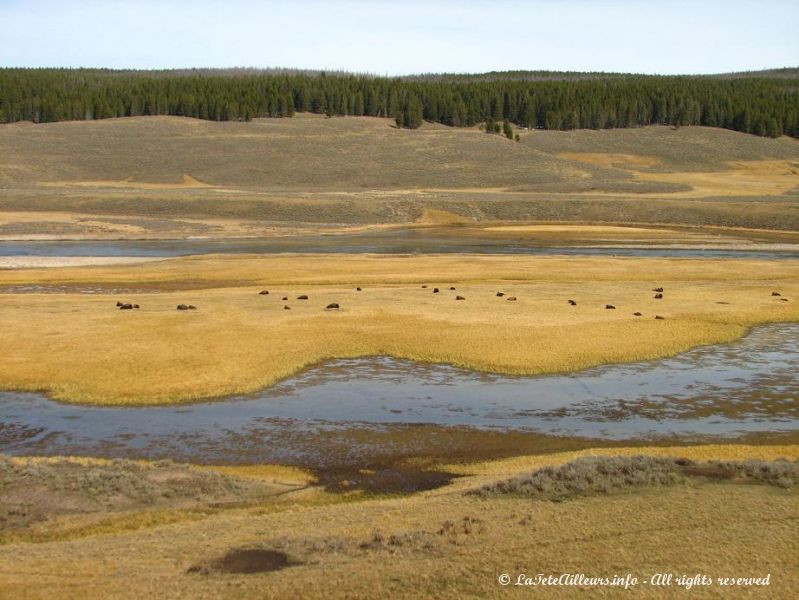 Des bisons dans les prairies de Yellowstone