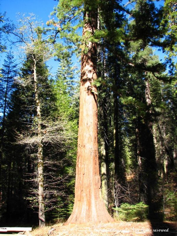 Un pin Redwood, encore plus grands que les sequoias