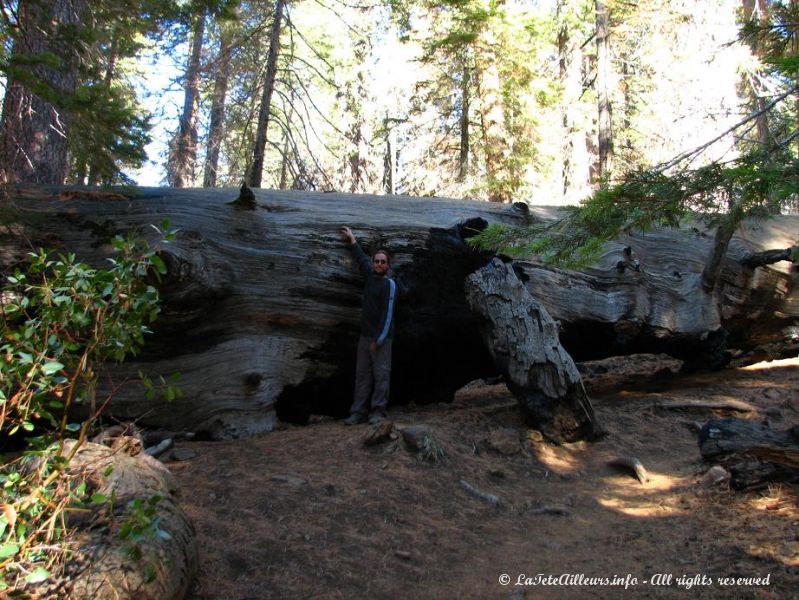 J'suis pas bien grand mais ce tronc de sequoia est enorme !