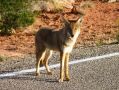 Un jeune coyote pas farouche