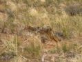 Un coyote partant a la chasse