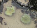 Des molusques du Pacifique