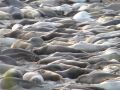 Une colonie d'elephants de mer a envahi les plages de l'AÃ±o Nuevo State Park