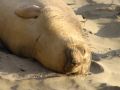 Les elephants de mer passent le plus clair de leur temps a dormir sur la plage