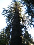 Le Rain Forest Monarch vieux de 550 ans et plus gros arbre de la foret