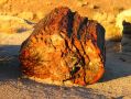 Un morceau d'arbre petrifie depuis des millions d'annees