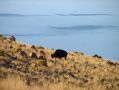 De nombreux bisons vivent a Antelope Island
