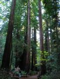 Un chemin serpente parmi les sequoias geants