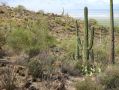 Les saguaros sont le symbole de l'Arizona