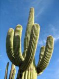 Un saguaro geant