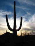 Coucher de soleil memorable sur les cactus