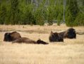 Premiers bisons apercus dans les prairies