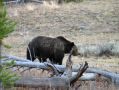 Un grizzli a Yellowstone