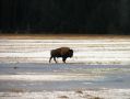 Un bison solitaire a Yellowstone