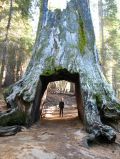 Cette souche de sequoia est tellement enorme que les pionniers y faisaient passer leurs carioles !