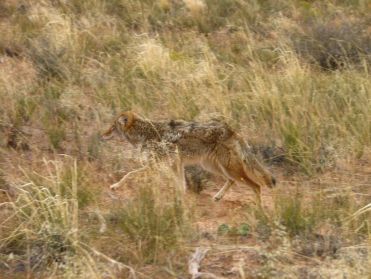 Un coyote partant a la chasse