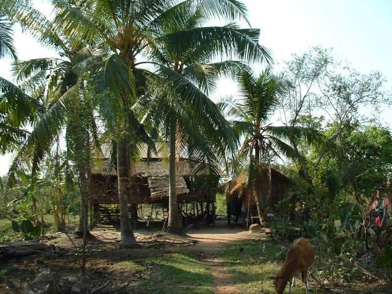 Sous les cocotiers, les gens vivent au sein même du site d'Angkor