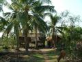 Sous les cocotiers, les gens vivent au sein mÃªme du site d'Angkor