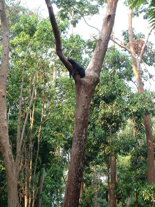 Cet ours préfère faire la sieste en haut d'un arbre !