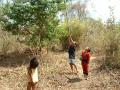 Les enfants chassent les "cigales" à l'aide de grandes perches