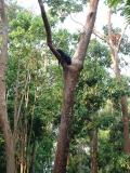Cet ours prÃ©fÃ¨re faire la sieste en haut d'un arbre !