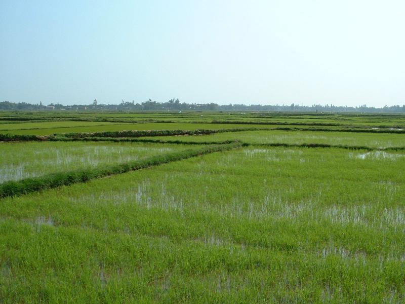 Les rizières près du tombeau japonais