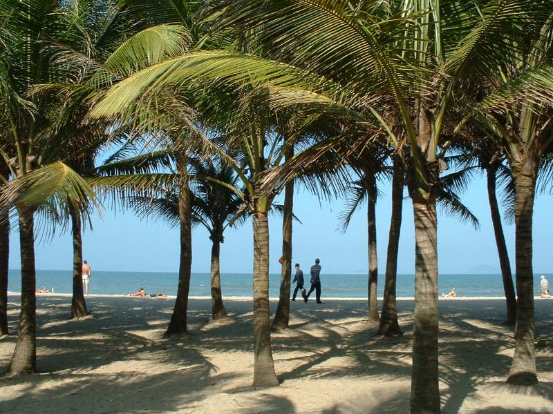La plage bordée de cocotiers