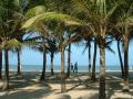 La plage bordÃ©e de cocotiers